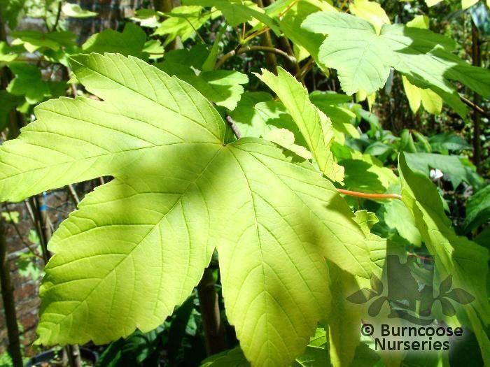 Acer Leopoldii