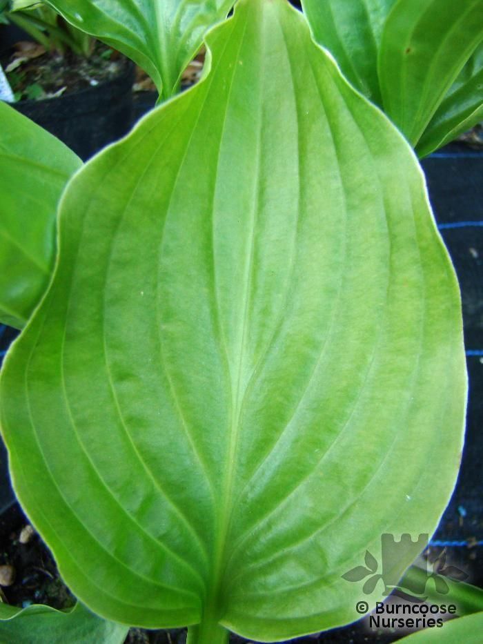 Hosta Rectifolia