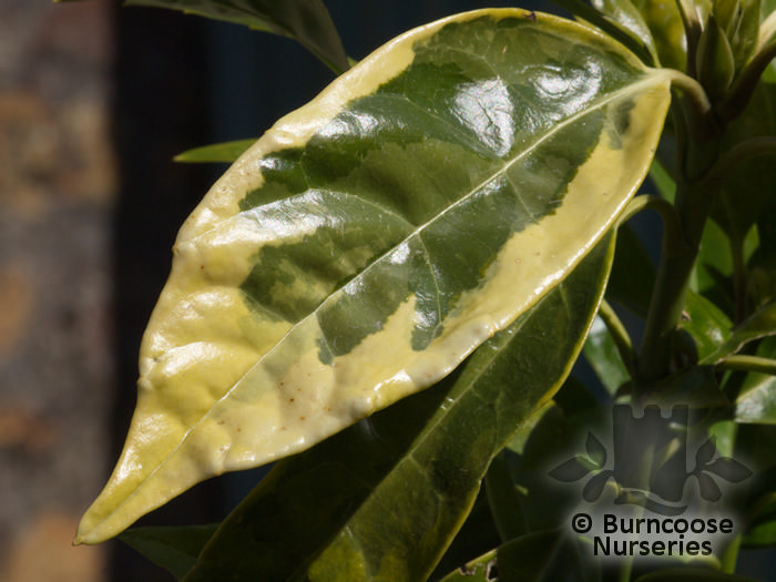 AUCUBA japonica 'Sulphurea Marginata' 