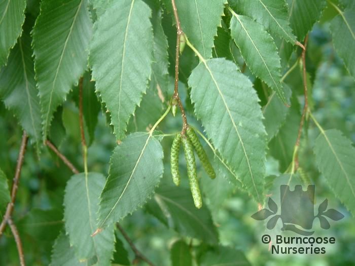 BETULA albo-sinensis var. septentrionalis 