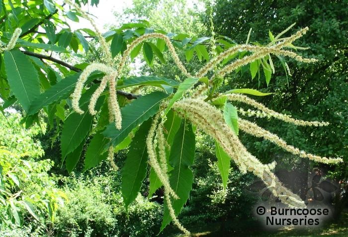 CASTANEA dentata  