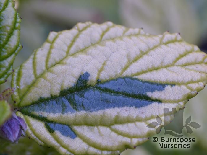 CEANOTHUS griseus 'Diamond Heights' 