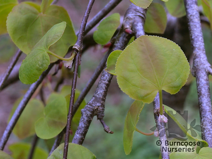 CERCIDIPHYLLUM magnificum  