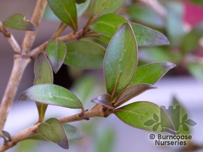 COPROSMA 'Black Cloud'  