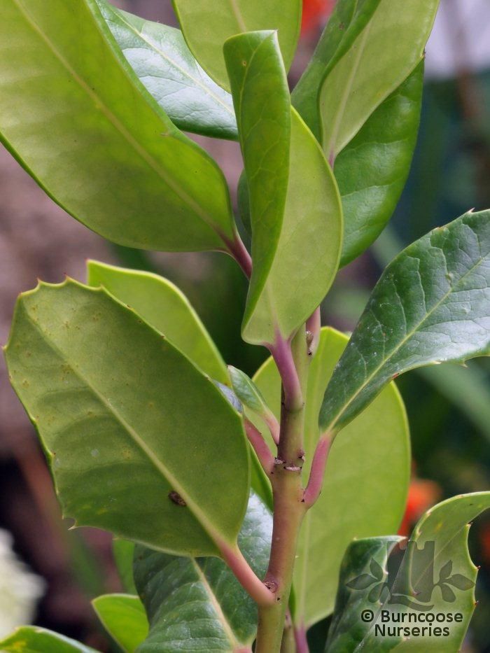 ILEX x altaclerensis 'Maderensis' 