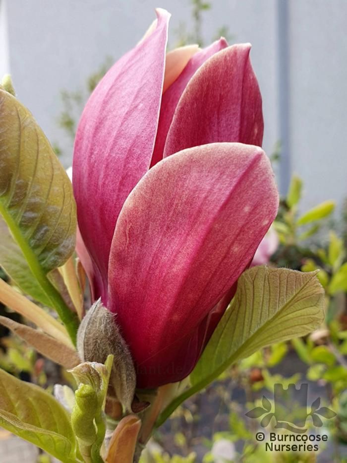 Magnolia Burgundy Spire From Burncoose Nurseries