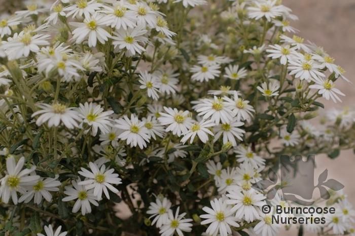 Olearia Phlogopappa Spring Bling From Burncoose Nurseries