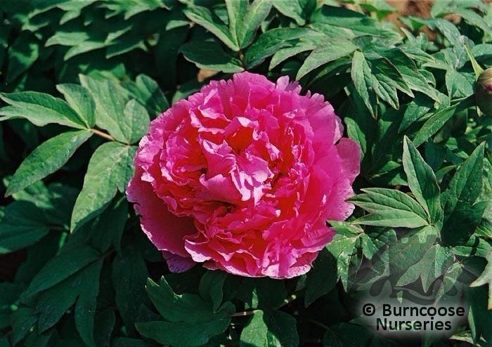 PAEONIA suffruticosa 'Blue Lotus' 