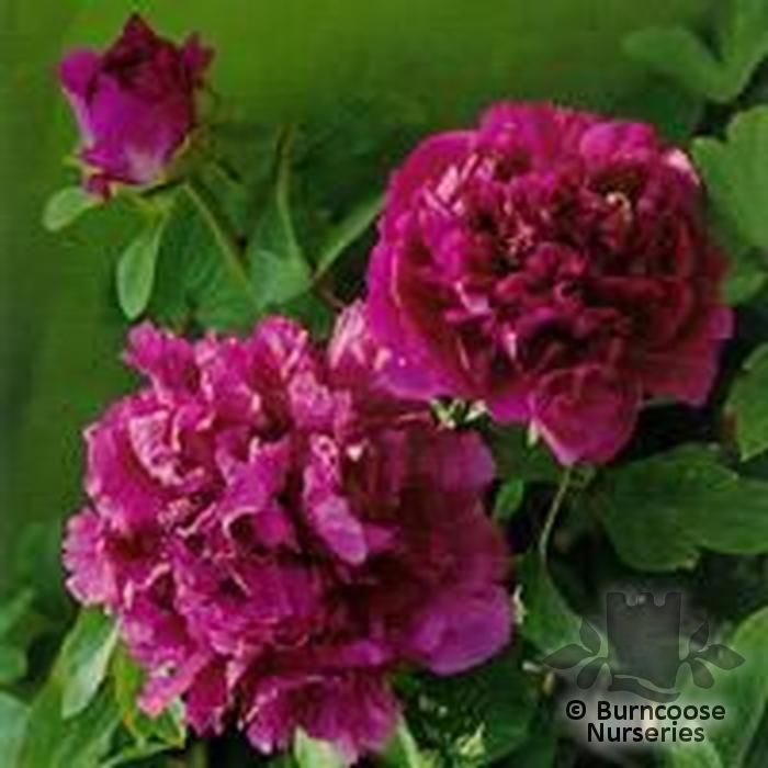 PAEONIA suffruticosa 'Mulberry Purple' 