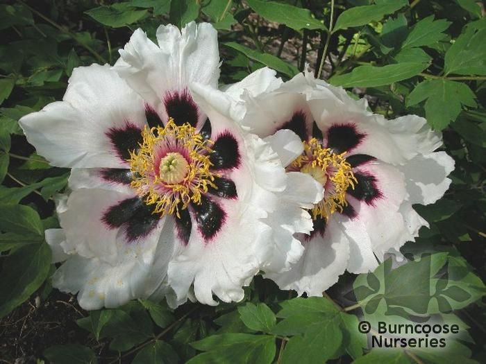 PAEONIA suffruticosa 'Snowy Lotus' 