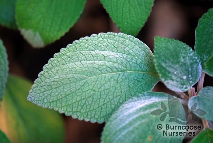 PLECTRANTHUS argentatus  