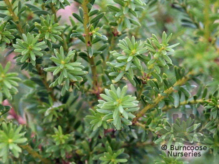 PODOCARPUS lawrencei  