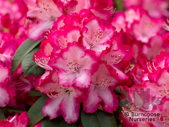 RHODODENDRON 'President Roosevelt'  