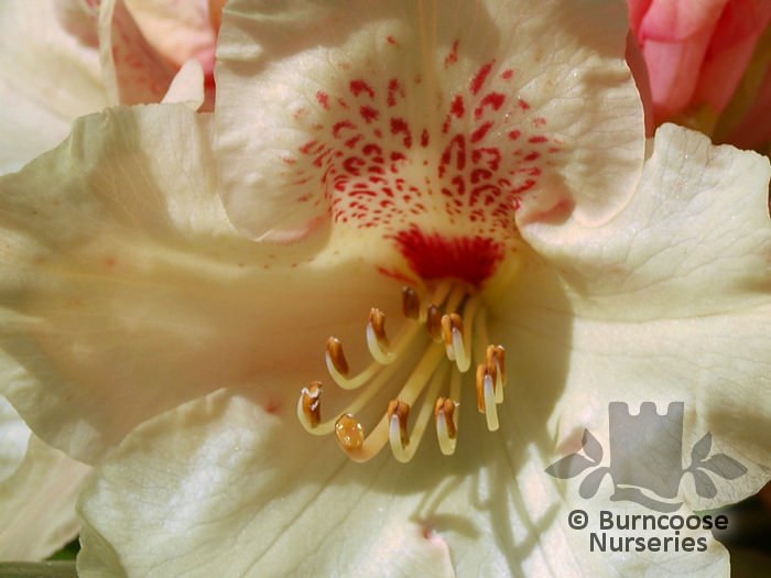 RHODODENDRON 'Goldprinz'  