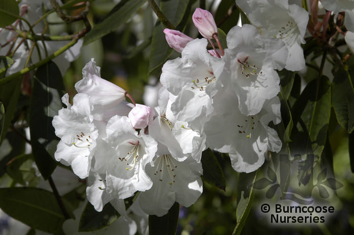 RHODODENDRON 'Loders White'  