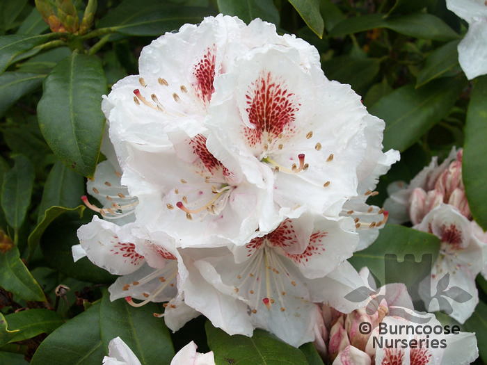 RHODODENDRON 'Mrs Lionel de Rothschild'  