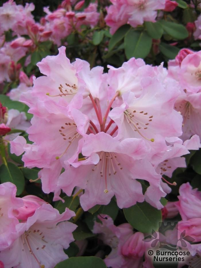 RHODODENDRON orbiculare  