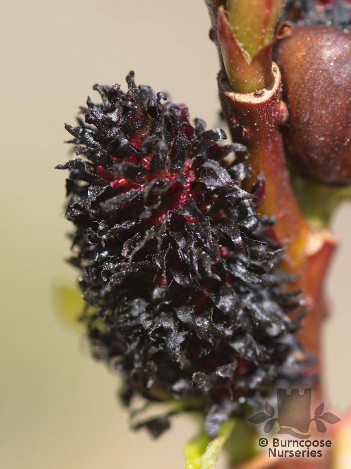 SALIX gracilistyla 'Melanostachys'  