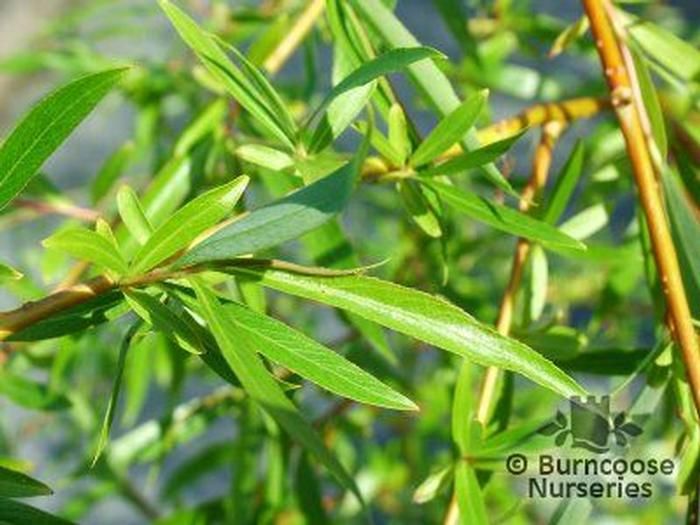 Salix Sepulcralis Chrysocoma