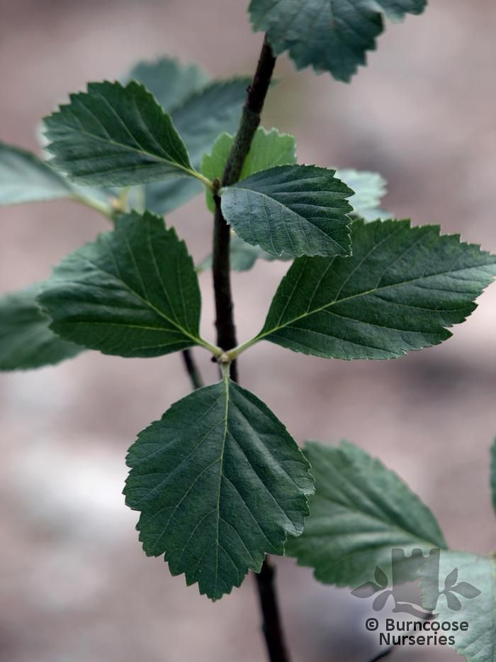 SORBUS pseudobakonyensis  