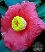 CAMELLIA 'Tregye'  