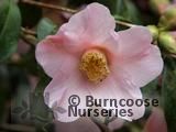 CAMELLIA 'Beatrice Michael'  