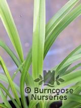 DIANELLA caerulea  