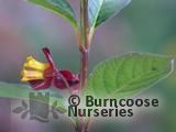 LONICERA involucrata var. ledebourii 