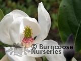 MAGNOLIA 'Porcelain Dove'  