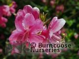 RHODODENDRON albrechtii  