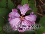 RHODODENDRON niveum  