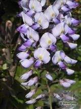 WISTERIA floribunda 'Russelliana' 