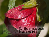 ABUTILON 'Nabob'  