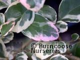 AZARA microphylla 'Gilt Edge' 