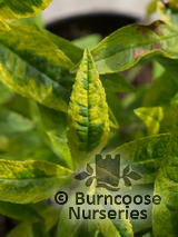 BUDDLEJA davidii 'Santana' 