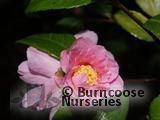 CAMELLIA 'Winter's Charm'  