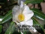 CAMELLIA 'Francis Hanger'  