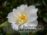 CAMELLIA 'Polar Ice'  