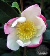 CAMELLIA 'Rainbow'  