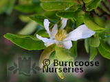 CAMELLIA sasanqua White 