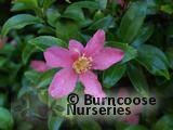 CAMELLIA sasanqua Pink 