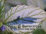 CEANOTHUS griseus 'Diamond Heights' 