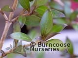 COPROSMA 'Black Cloud'  