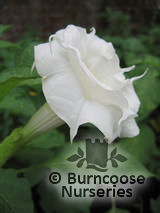 DATURA versicolor  