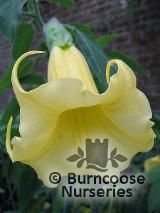 DATURA suaveolens  