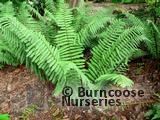 HARDY FERNS Dryopteris wallichiana 