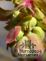 EUPHORBIA x martinii 'Ascot Rainbow' 