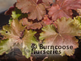 HEUCHERA 'Cherry Cola'  