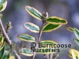 LONICERA nitida 'Lemon Beauty' 