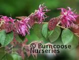 LOROPETALUM rubrum 'Blush' 